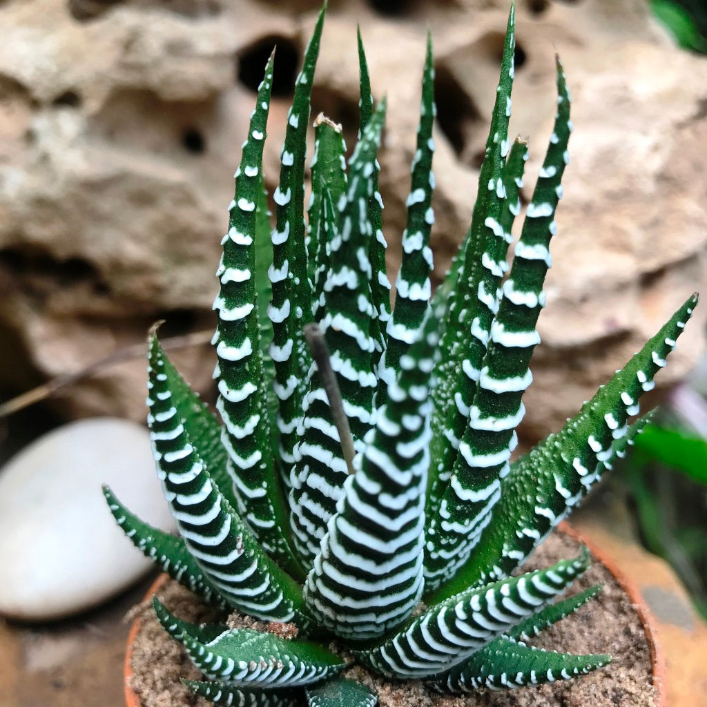 Haworthia Attenuata - Premium Plants from Plant Paradise - Just $450! Shop now at Plantparadise