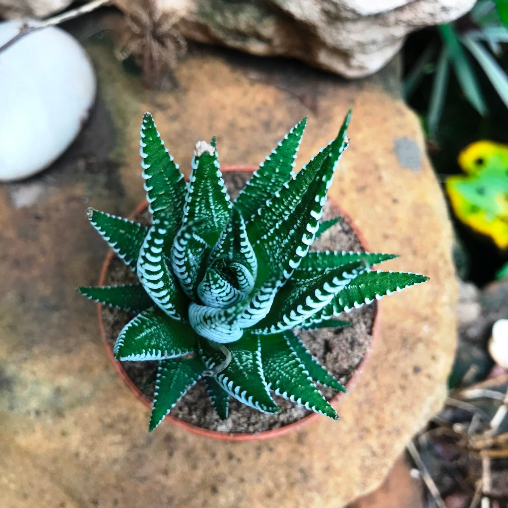 Haworthia Attenuata - Premium Plants from Plant Paradise - Just $450! Shop now at Plantparadise