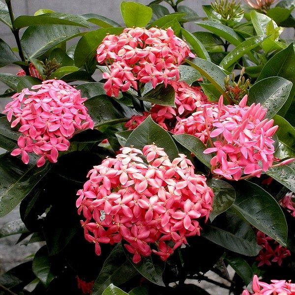 Ixora Coccinea 'Nora Grant Pink' - Premium Plants from Plantparadise - Just $375.00! Shop now at Plantparadise