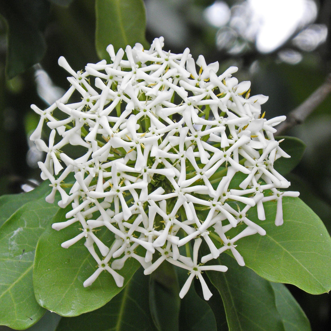 Ixora Coccinea 'Odorata' - Premium Plants from Plantparadise - Just $300.00! Shop now at Plantparadise