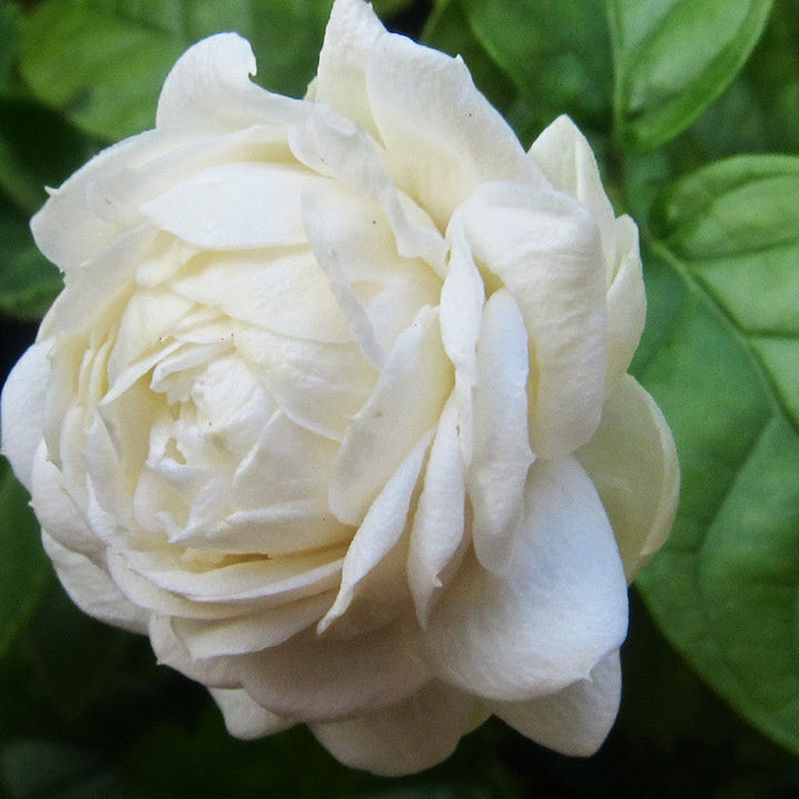 Jasmine sambac - Flowering Shrubs - Premium Flowering Shrubs from Plantparadise - Just $350.0! Shop now at Plantparadise