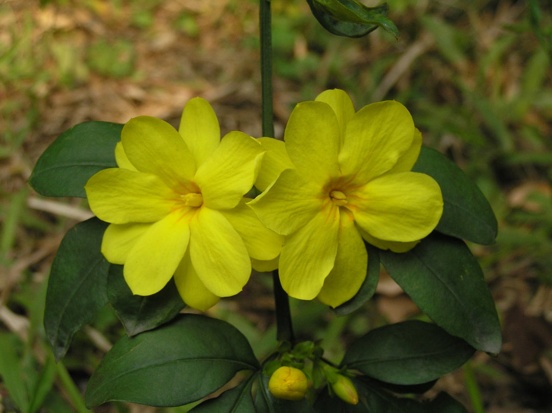 Jasminum nudiflorum - Creepers & Climbers - Premium Creepers & Climbers from Plantparadise - Just $300.00! Shop now at Plantparadise