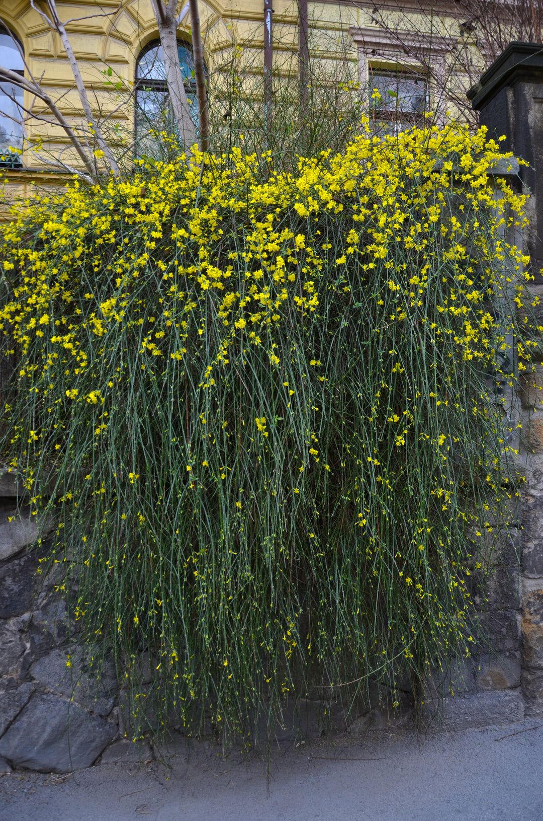 Jasminum nudiflorum - Creepers & Climbers - Premium Creepers & Climbers from Plantparadise - Just $300.00! Shop now at Plantparadise