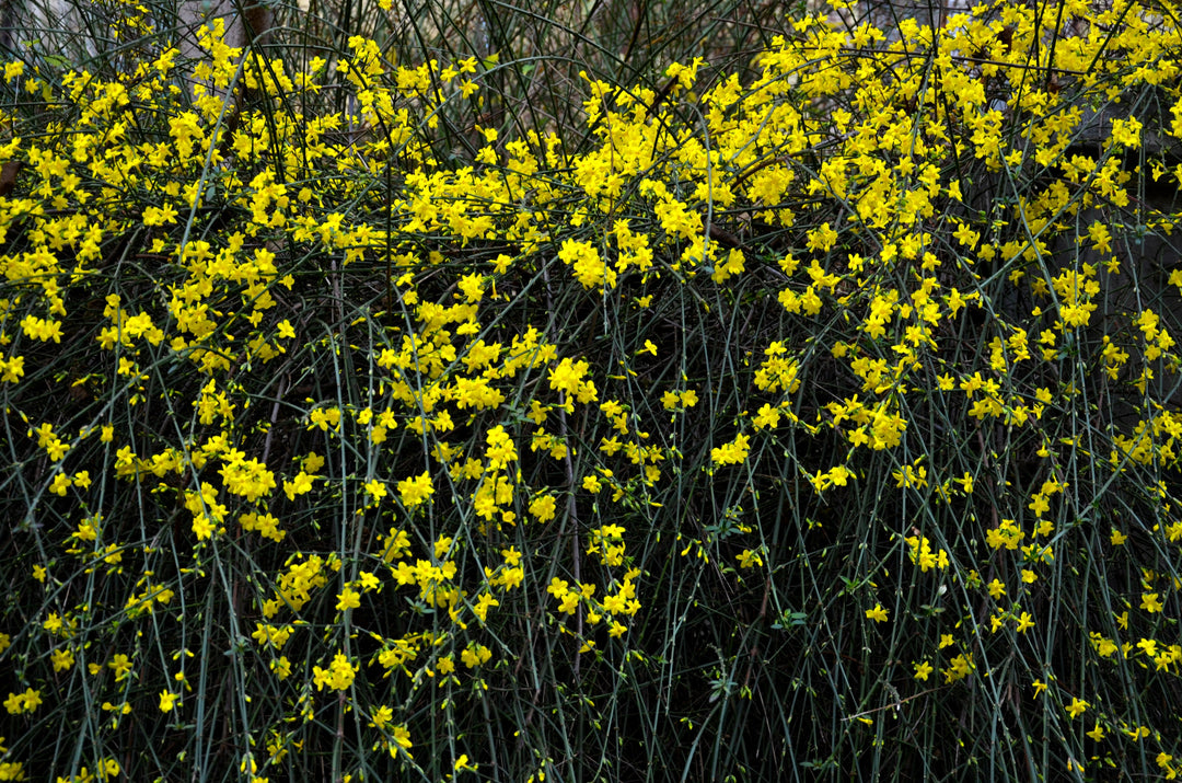 Jasminum nudiflorum - Creepers & Climbers - Premium Creepers & Climbers from Plantparadise - Just $300.00! Shop now at Plantparadise
