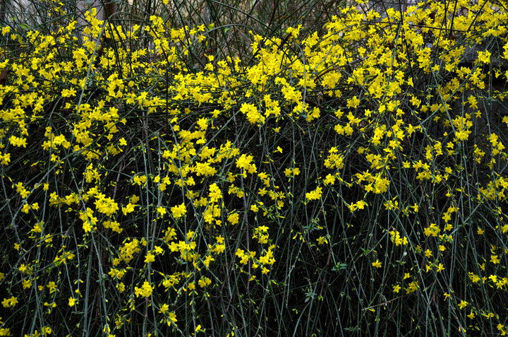 Jasminum nudiflorum - Creepers & Climbers - Premium Creepers & Climbers from Plantparadise - Just $300.00! Shop now at Plantparadise