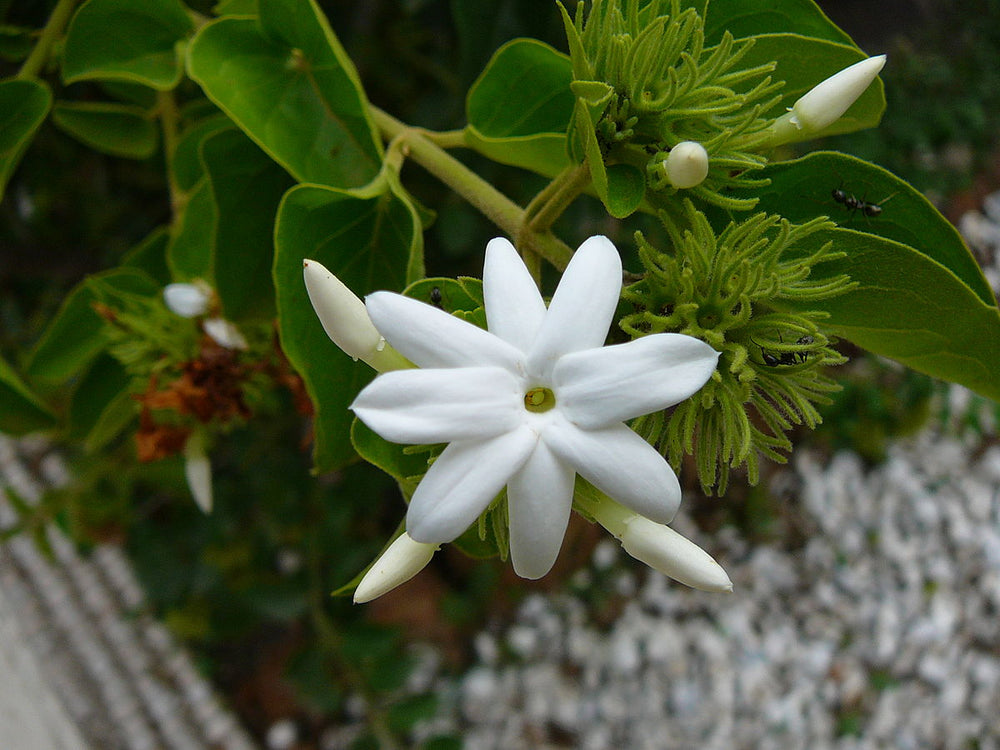 Jasminum multiflorum - Flowering Creeper - Premium Creepers & Climbers from Plantparadise - Just $300.0! Shop now at Plantparadise