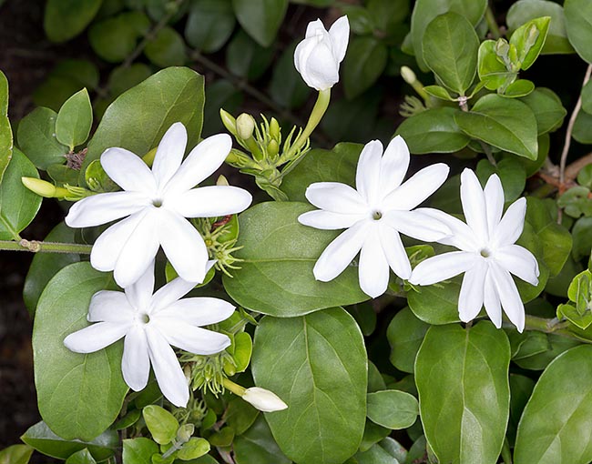 Jasminum multiflorum - Flowering Creeper - Premium Creepers & Climbers from Plantparadise - Just $300.0! Shop now at Plantparadise