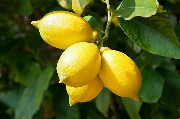 Kagzi nimbu (Lemon) - Premium Fruit Plants from Plantparadise - Just $590! Shop now at Plantparadise