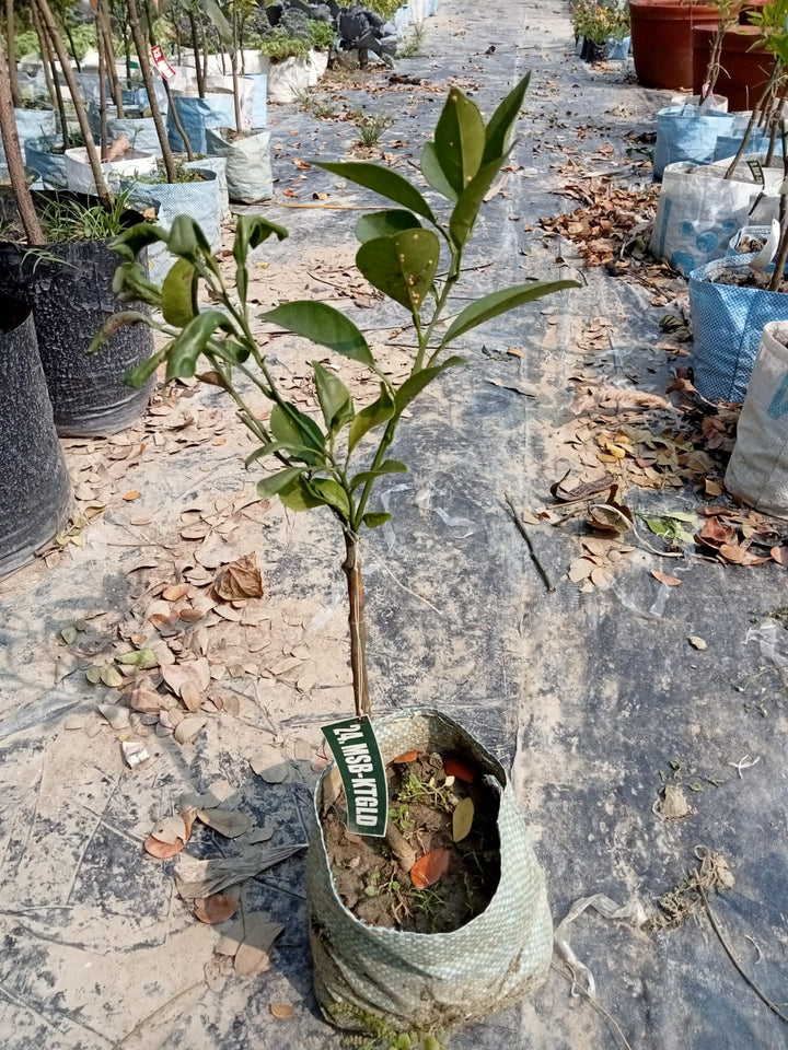 The Katol Gold Mosambi|Grafted Mosambi plant online