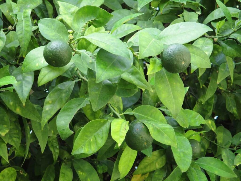 The Katol Gold Mosambi|Grafted Mosambi plant online
