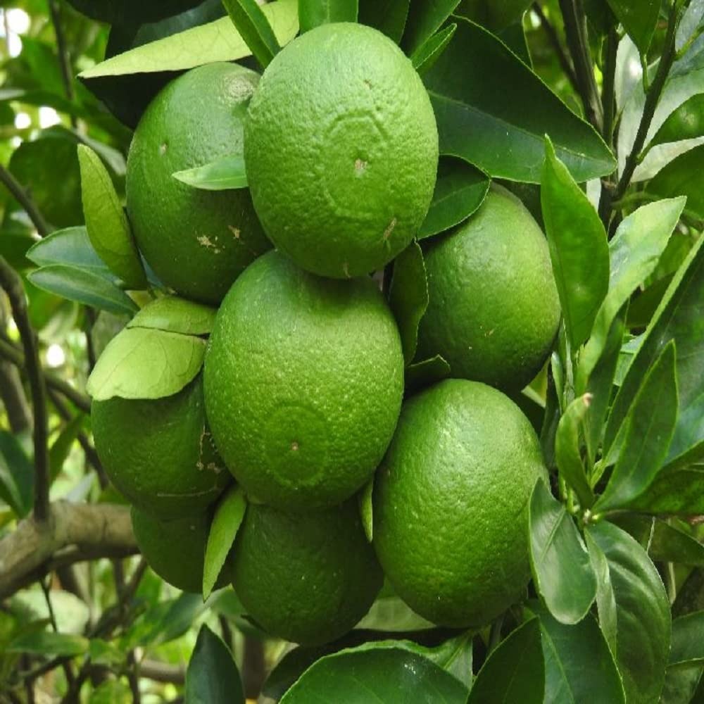 The Katol Gold Mosambi|Grafted Mosambi plant online