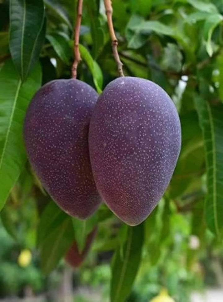 Kasturi Mango - Premium Fruit Plants & Tree from Plantparadise - Just $989! Shop now at Plantparadise