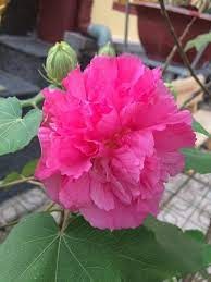 Land Lotus  Colour Changing  Flower Plant