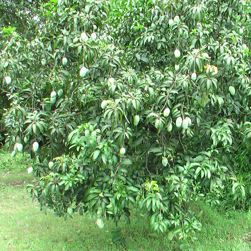 Mango Dasheri(Grafted) - Fruit Plants & Tree - Premium Fruit Plants & Tree from Plantparadise - Just $430.0! Shop now at Plantparadise