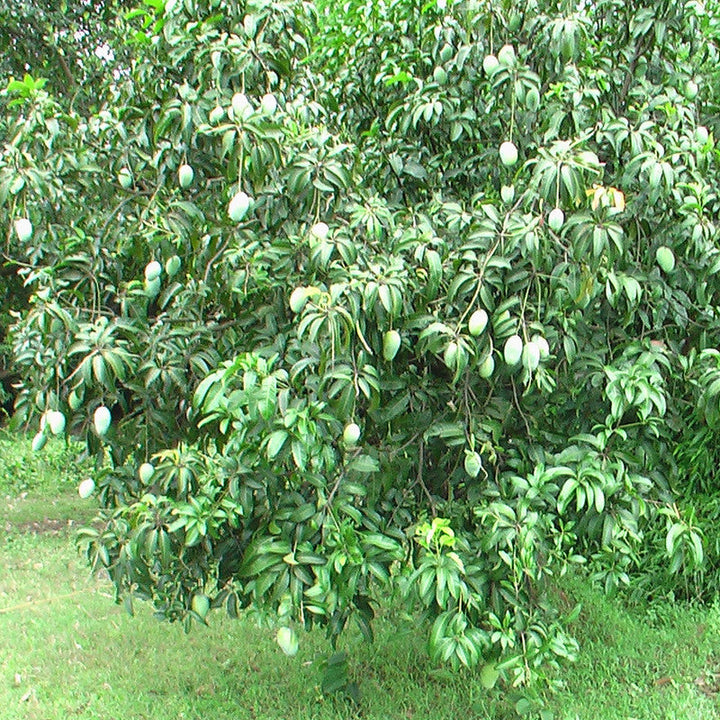 Mango Dasheri(Grafted) - Fruit Plants & Tree - Premium Fruit Plants & Tree from Plantparadise - Just $430.0! Shop now at Plantparadise