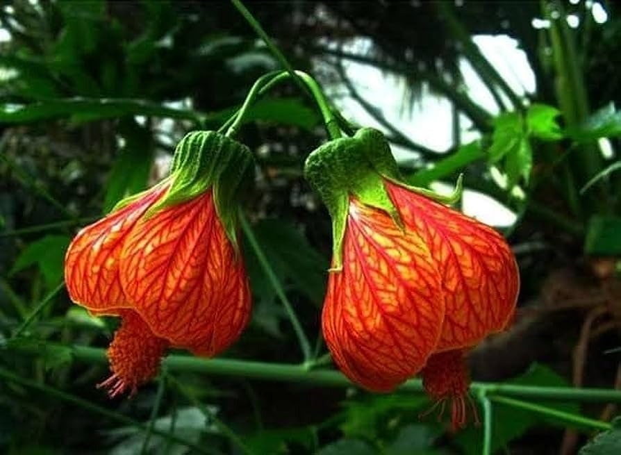 Lantern Hibiscus Flower Plant - Premium Flowering Plants from Plantparadise - Just $399! Shop now at Plantparadise