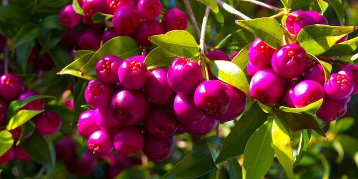 Lilly Pilly Pink Fruit Plant - Premium furit Plant from Plantparadise - Just $899.00! Shop now at Plantparadise