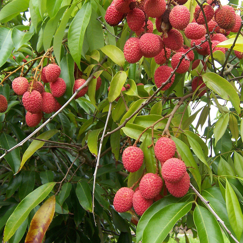 Litchi (Air Layered)- Fruit Plants & Tree - Premium Fruit Plants & Tree from Plantparadise - Just $510.0! Shop now at Plantparadise