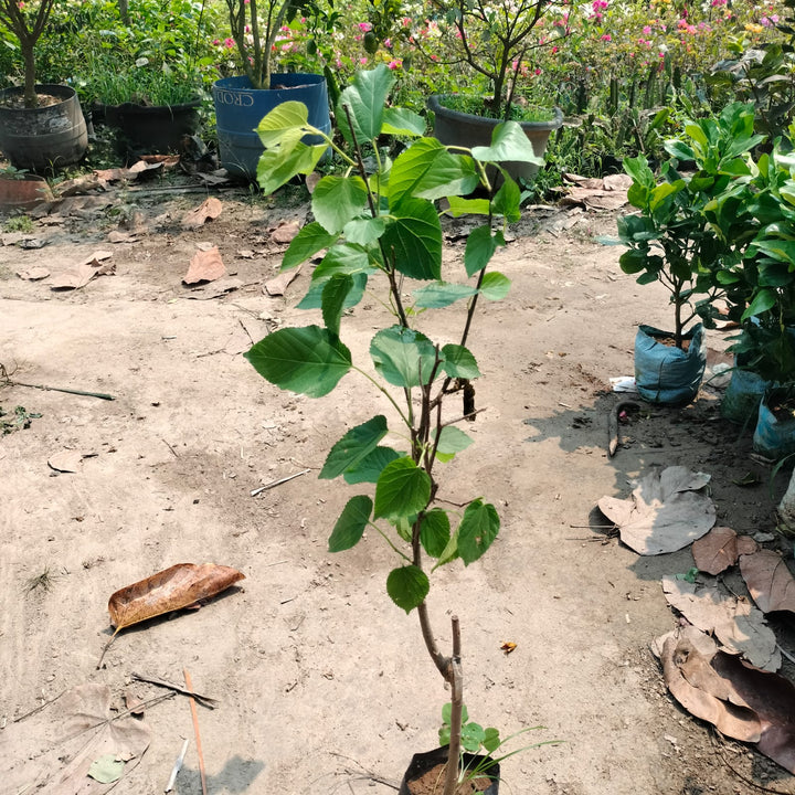 Long Mal Berry|Exotic mulberry plant for sale