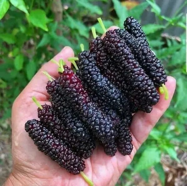 Long Mal Berry|Exotic mulberry plant for sale