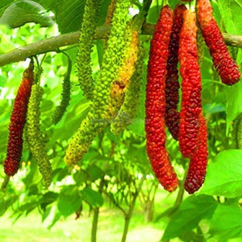 Long Mal Berry|Exotic mulberry plant for sale