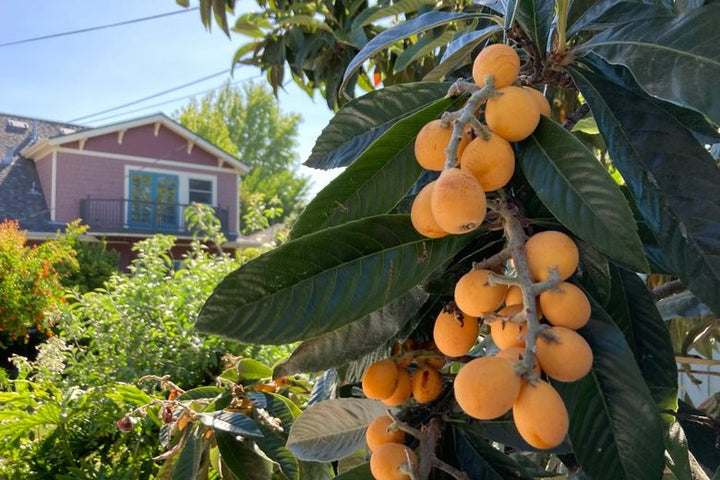 Loquat Fruit Plant