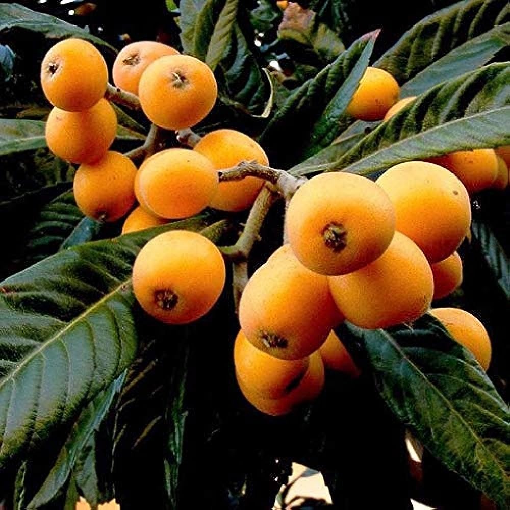 Loquat Fruit Plant - Premium Fruit Plants from Plantparadise - Just $549! Shop now at Plantparadise