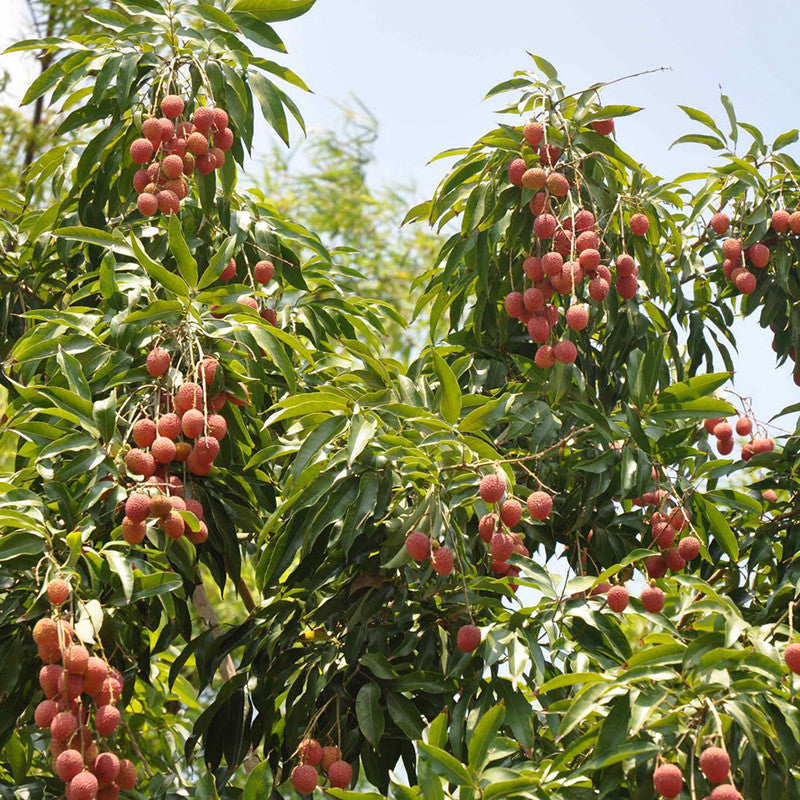 Litchi (Air Layered)- Fruit Plants & Tree - Premium Fruit Plants & Tree from Plantparadise - Just $510.0! Shop now at Plantparadise