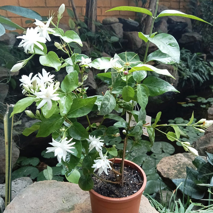 Jasminum Sambac 'Madan Mogra' - Premium Plants from Plantparadise - Just $300.00! Shop now at Plantparadise