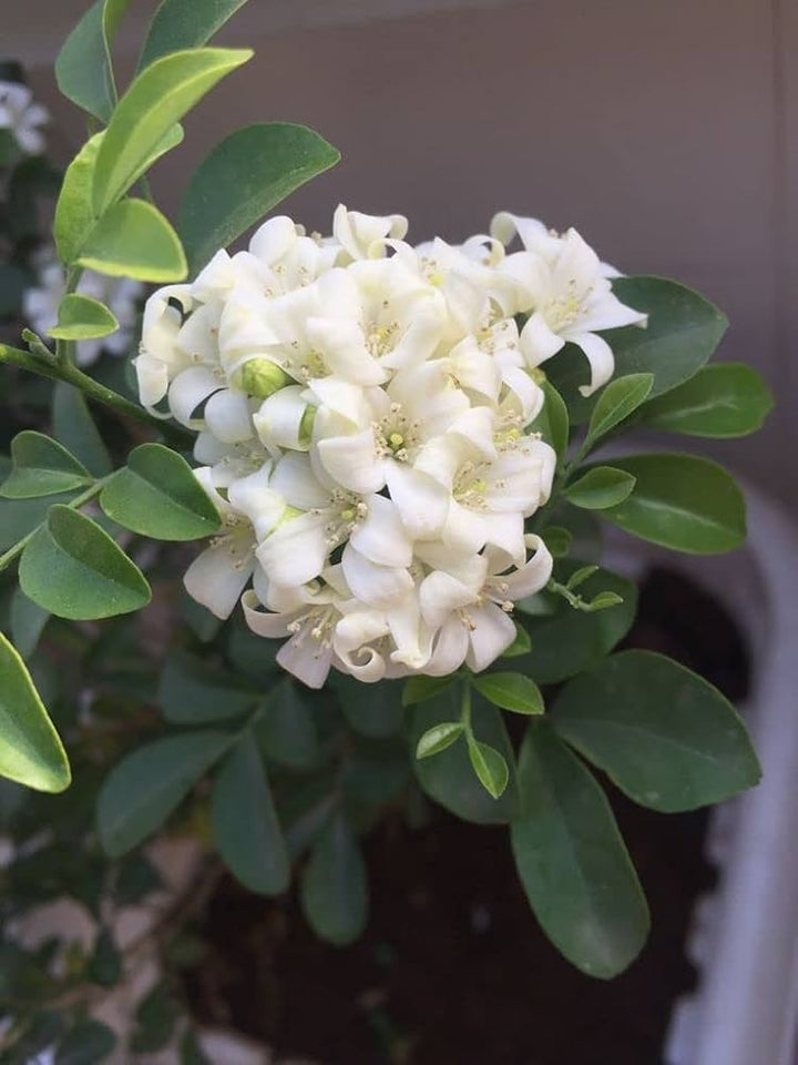 Madhu Kamini (Murraya Paniculata)Flower Plant - Premium Flowering Plants from Plantparadise - Just $649! Shop now at Plantparadise