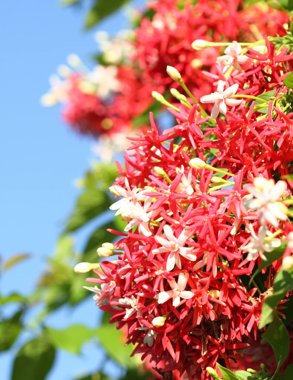 Madhumalti Flower plant(Rangoon Creeper) - Premium Creepers & Climbers from Plantparadise - Just $499! Shop now at Plantparadise