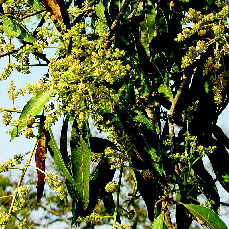 Mango Suvarnarekha(Grafted) - Fruit Plants & Tree - Premium Fruit Plants & Tree from Plantparadise - Just $400.0! Shop now at Plantparadise