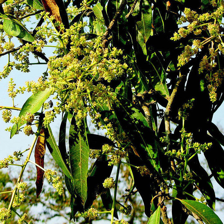 Mango Suvarnarekha(Grafted) - Fruit Plants & Tree - Premium Fruit Plants & Tree from Plantparadise - Just $400.0! Shop now at Plantparadise