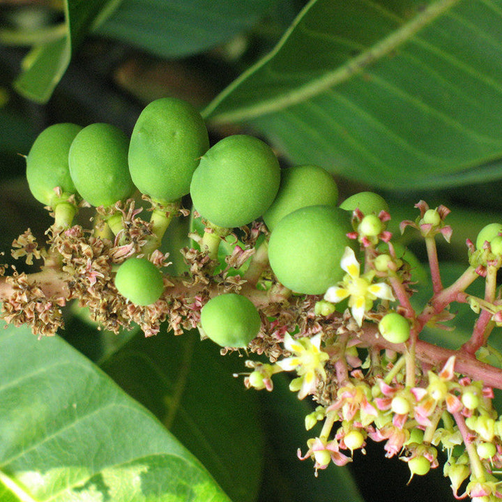 Mango Benishan/Banaganpalli(Grafted) - Fruit Plants & Tree - Premium Fruit Plants & Tree from Plantparadise - Just $530.00! Shop now at Plantparadise