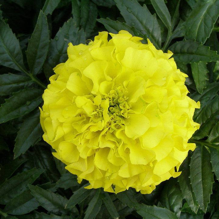 Mari Gold Yellow - SEASONALS - Premium SEASONALS from Plantparadise - Just $291.00! Shop now at Plantparadise