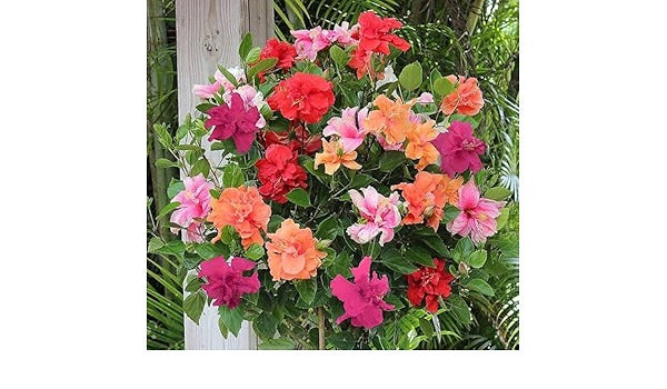 Multi Grafted Hibiscus(10 Different  Colour)|Colorful Hibiscus Blooms - Premium Flowering Plants from Plantparadise - Just $1190! Shop now at Plantparadise
