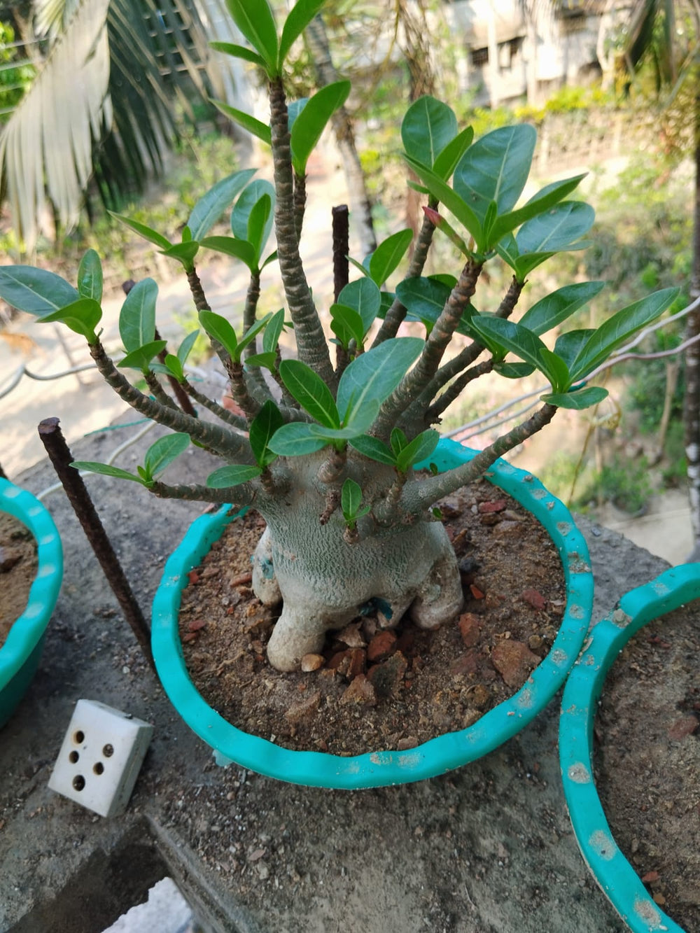 Multi Grafted Adenium Flower Plant ( 6 Different Colour)|Multi-Grafted Adenium for Sale - Premium Flowering Plants from Plantparadise - Just $2250! Shop now at Plantparadise