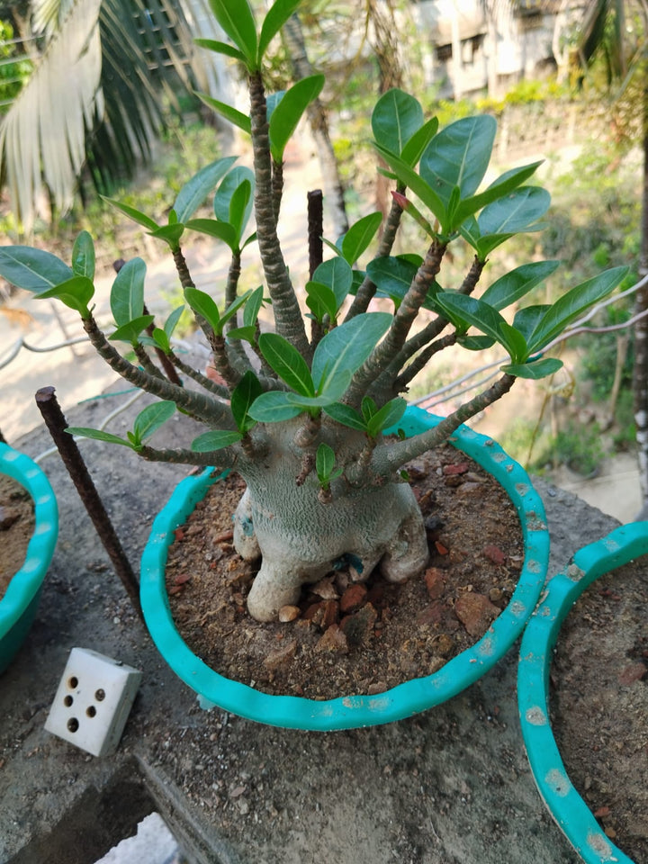 Multi Grafted Adenium Flower Plant ( 6 Different Colour)|Multi-Grafted Adenium for Sale - Premium Flowering Plants from Plantparadise - Just $2250! Shop now at Plantparadise