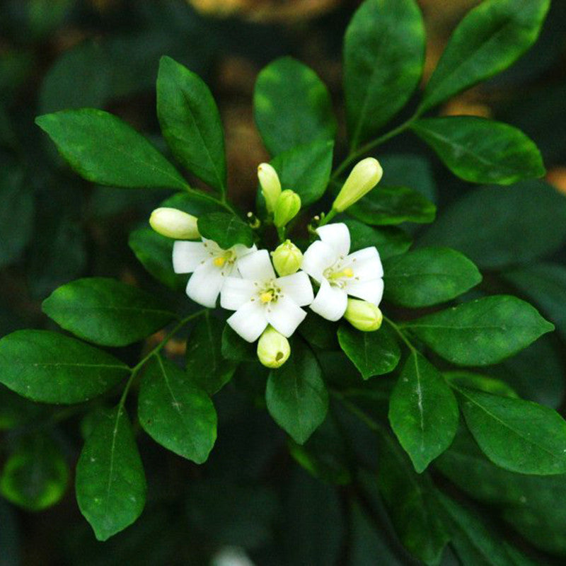 Satin Wood/Madhu Kamini - Flowering Shrubs - Premium Flowering Shrubs from Plantparadise - Just $665.00! Shop now at Plantparadise