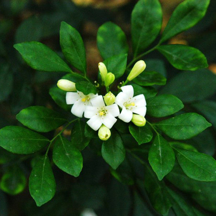 Satin Wood/Madhu Kamini - Flowering Shrubs - Premium Flowering Shrubs from Plantparadise - Just $665.00! Shop now at Plantparadise