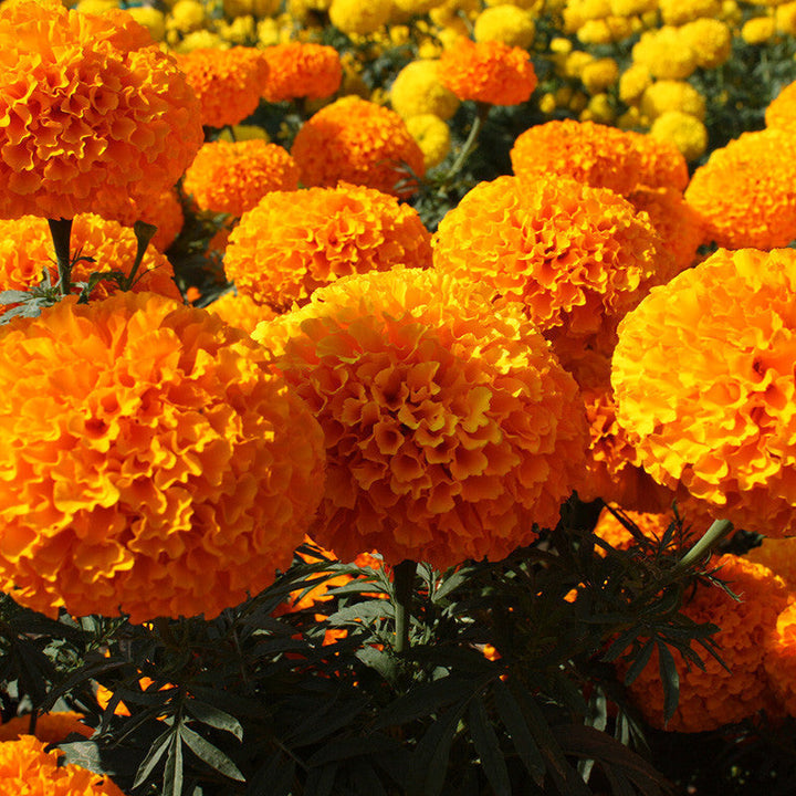 Mari Gold Orange - SEASONALS - Premium SEASONALS from Plantparadise - Just $491.00! Shop now at Plantparadise