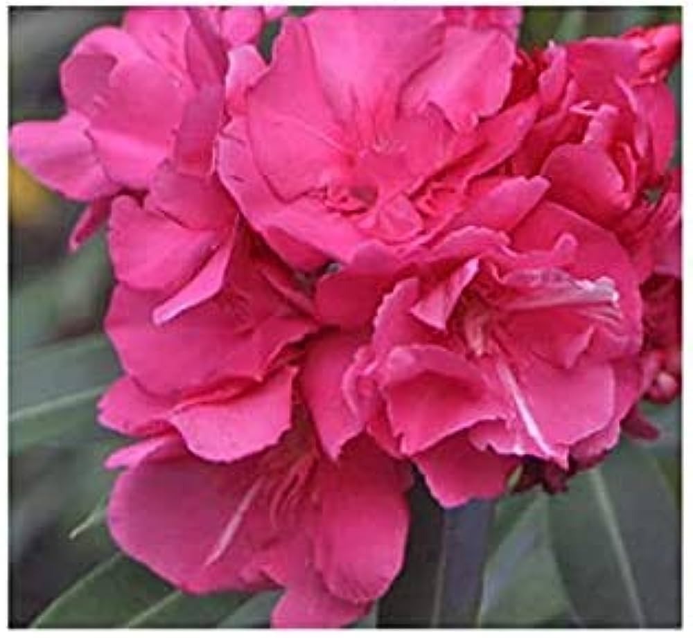 Nerium Pink Double (Kanchan) Flower Plant - Premium Flowering Shrubs from Plantparadise - Just $299! Shop now at Plantparadise