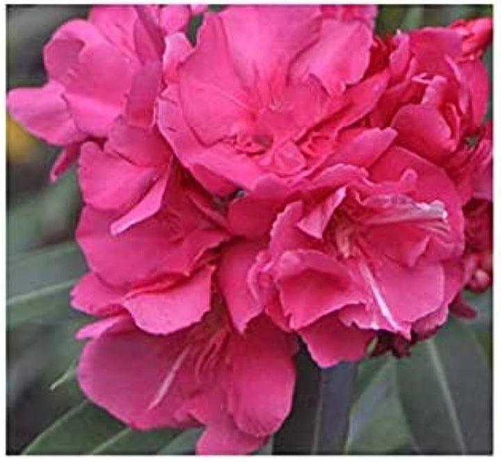 Nerium Pink Double (Kanchan) Flower Plant - Premium Flowering Shrubs from Plantparadise - Just $299! Shop now at Plantparadise