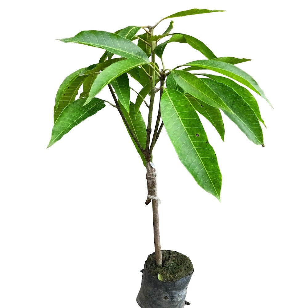 Noor Jahan Mango Plant Grafted - Premium Fruit Plants from Plantparadise - Just $789! Shop now at Plantparadise