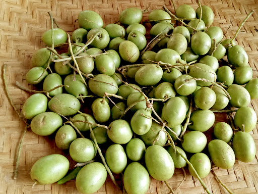 Indian Variety Olive (Jalpai) Plant - Premium Fruit Plants & Tree from Plantparadise - Just $549! Shop now at Plantparadise