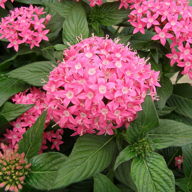 Pentas Pink - Flowering Plants - Premium Flowering Plants from Plantparadise - Just $665.00! Shop now at Plantparadise