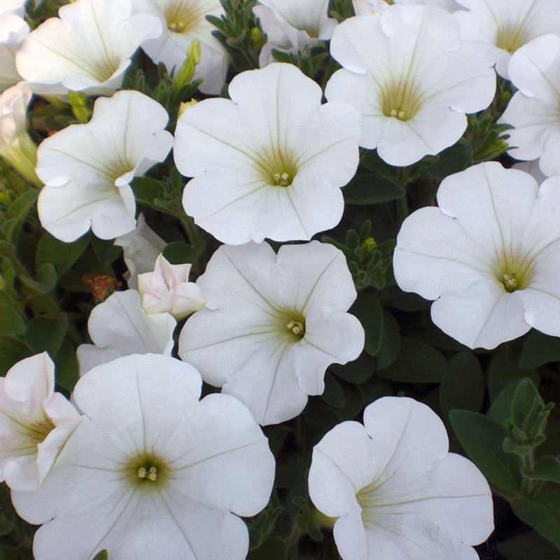 Petunia White - SEASONALS - Premium SEASONALS from Plantparadise - Just $285.00! Shop now at Plantparadise