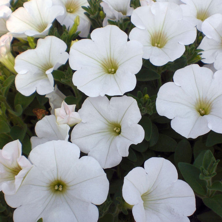Petunia White - SEASONALS - Premium SEASONALS from Plantparadise - Just $285.00! Shop now at Plantparadise