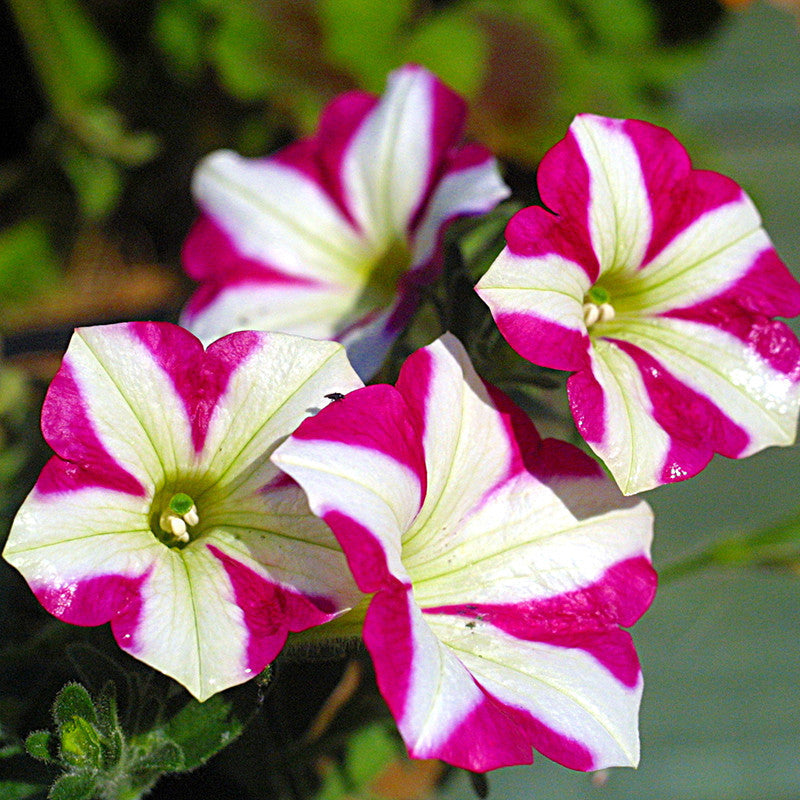 Petunia Pink and White - SEASONALS - Premium SEASONALS from Plantparadise - Just $291.00! Shop now at Plantparadise