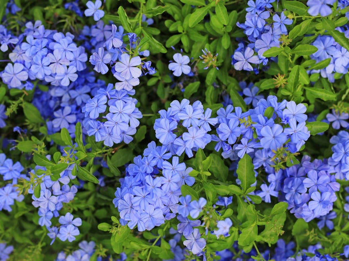 Plumbago  Flower Plant|Online nursery for Plumbago plant